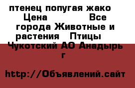 птенец попугая жако  › Цена ­ 60 000 - Все города Животные и растения » Птицы   . Чукотский АО,Анадырь г.
